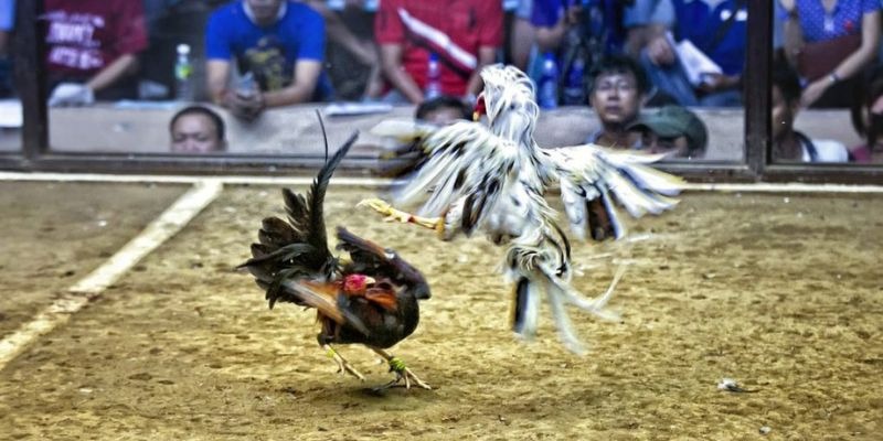 79king78 qq88 bắn cá